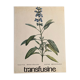 Botanical poster La Sauge