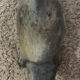 Ceramic camel statuette