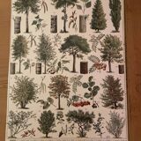 Botanical trees original Larousse plates from the beginning of the century