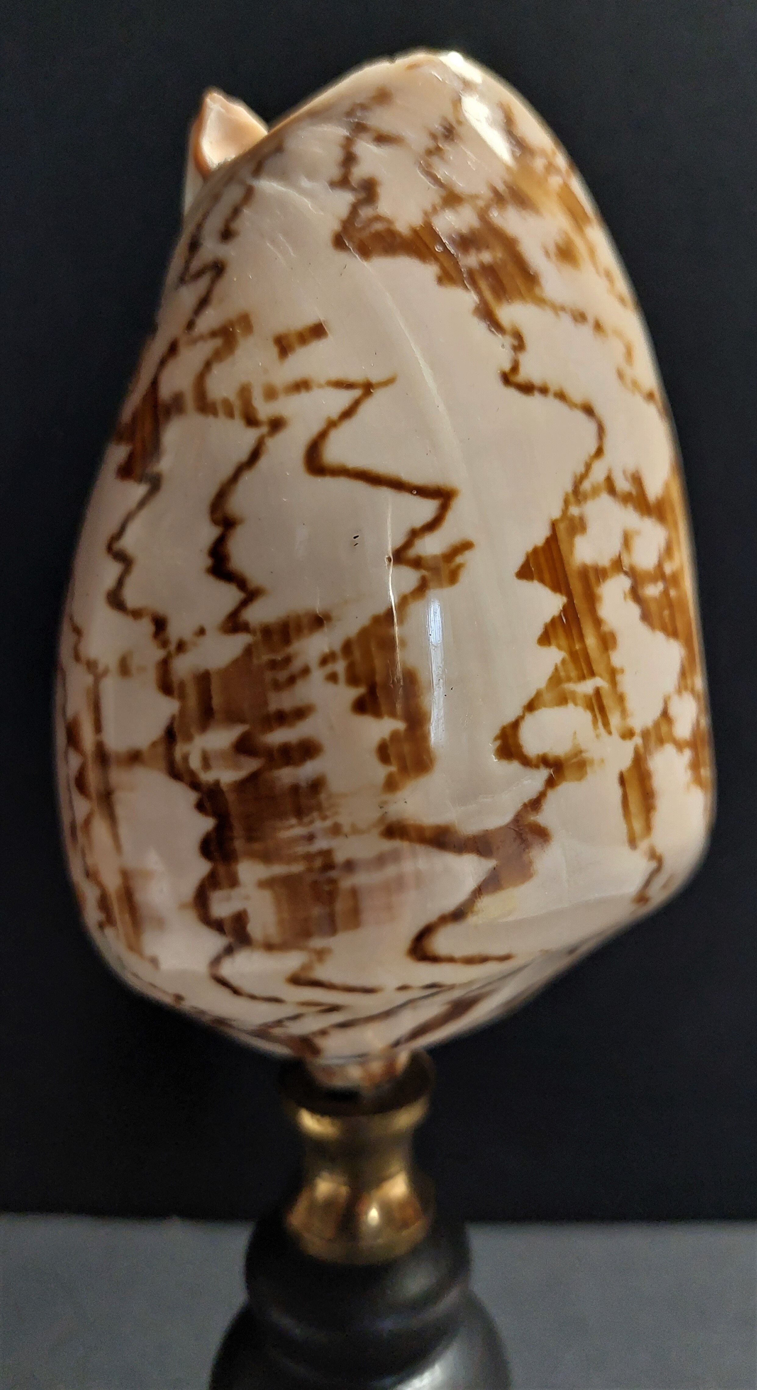 Coquillage cymbiola nobilis sur socle