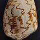 Coquillage cymbiola nobilis sur socle