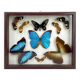 Naturalized butterfly frame