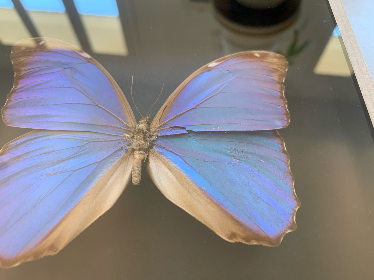 Butterfly naturalized iridescent under glass 16x16cm
