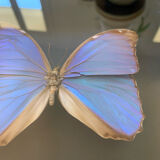 Butterfly naturalized iridescent under glass 16x16cm