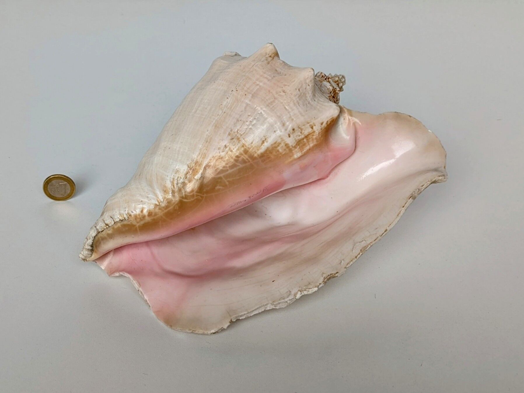 Pink shell, conch, stombus gigas, pink conch