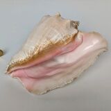 Pink shell, conch, stombus gigas, pink conch