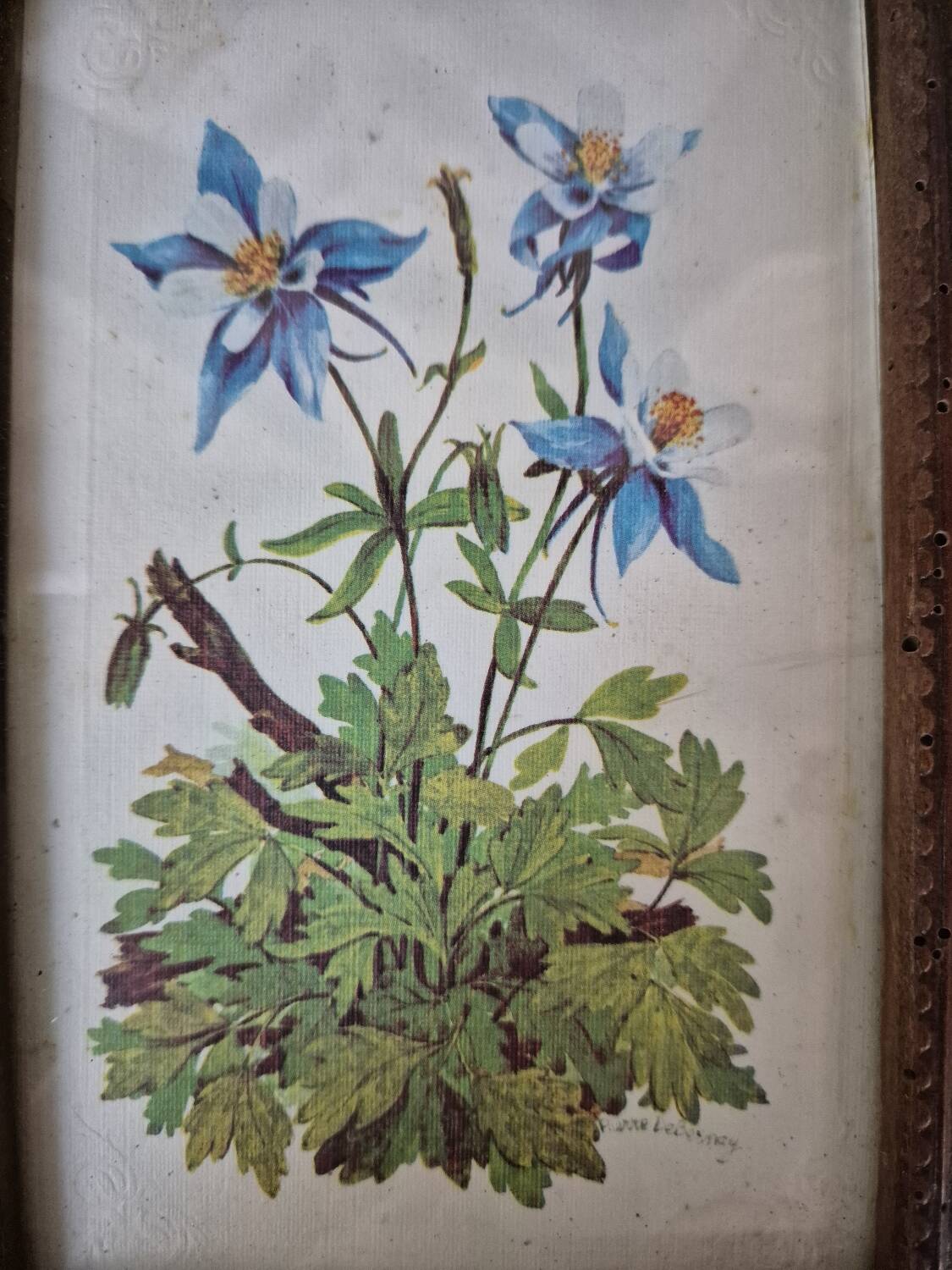 Framed botanical illustration of columbine