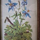 Framed botanical illustration of columbine