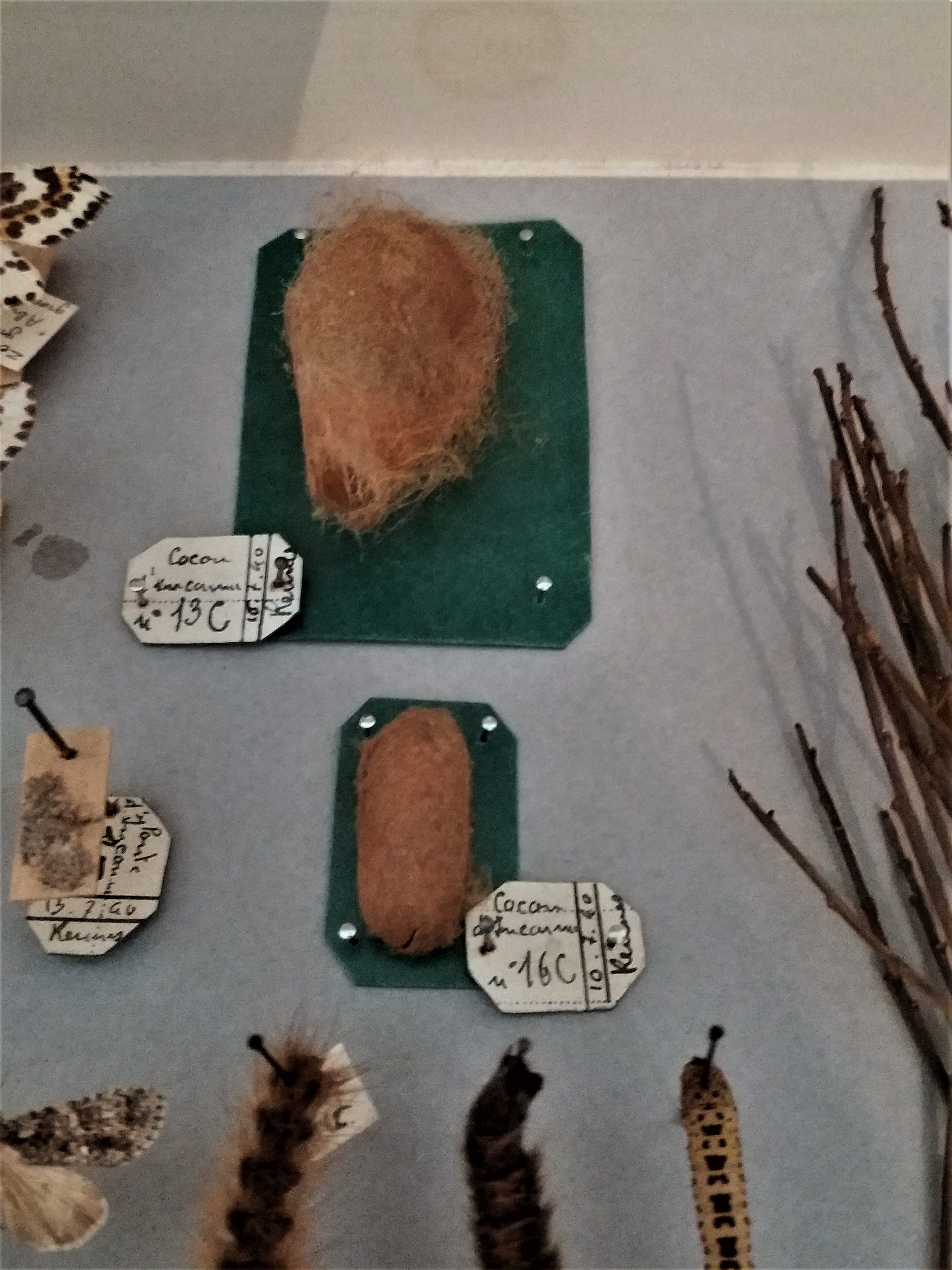 Entomology entomological box with butterflies Nérée Boubée Paris