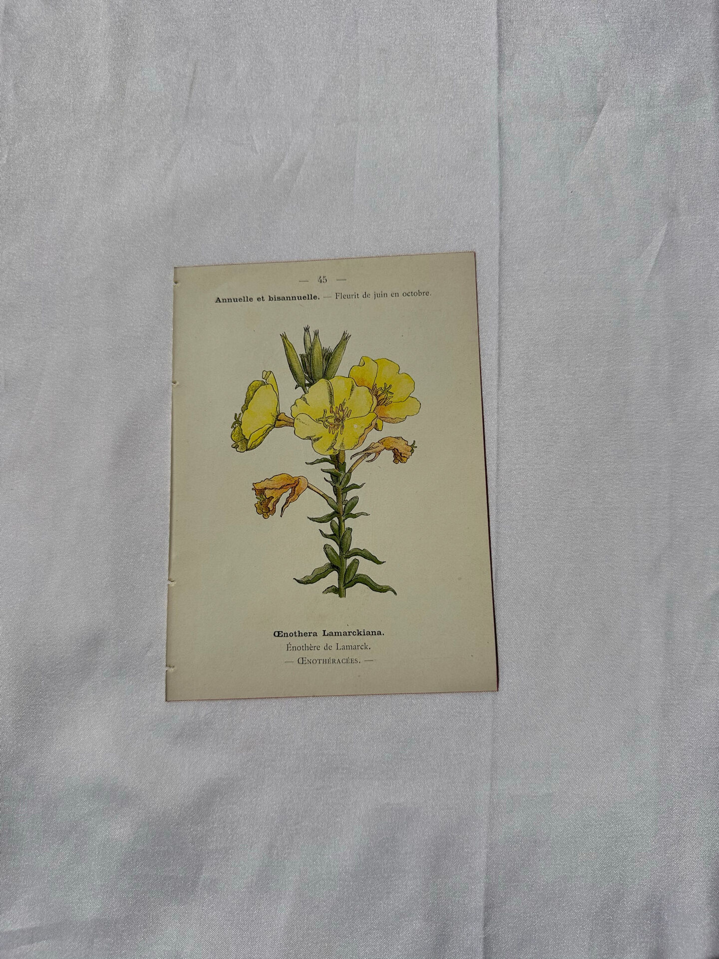 Botanical plate engraving flower France double-sided circa 1800 coloured