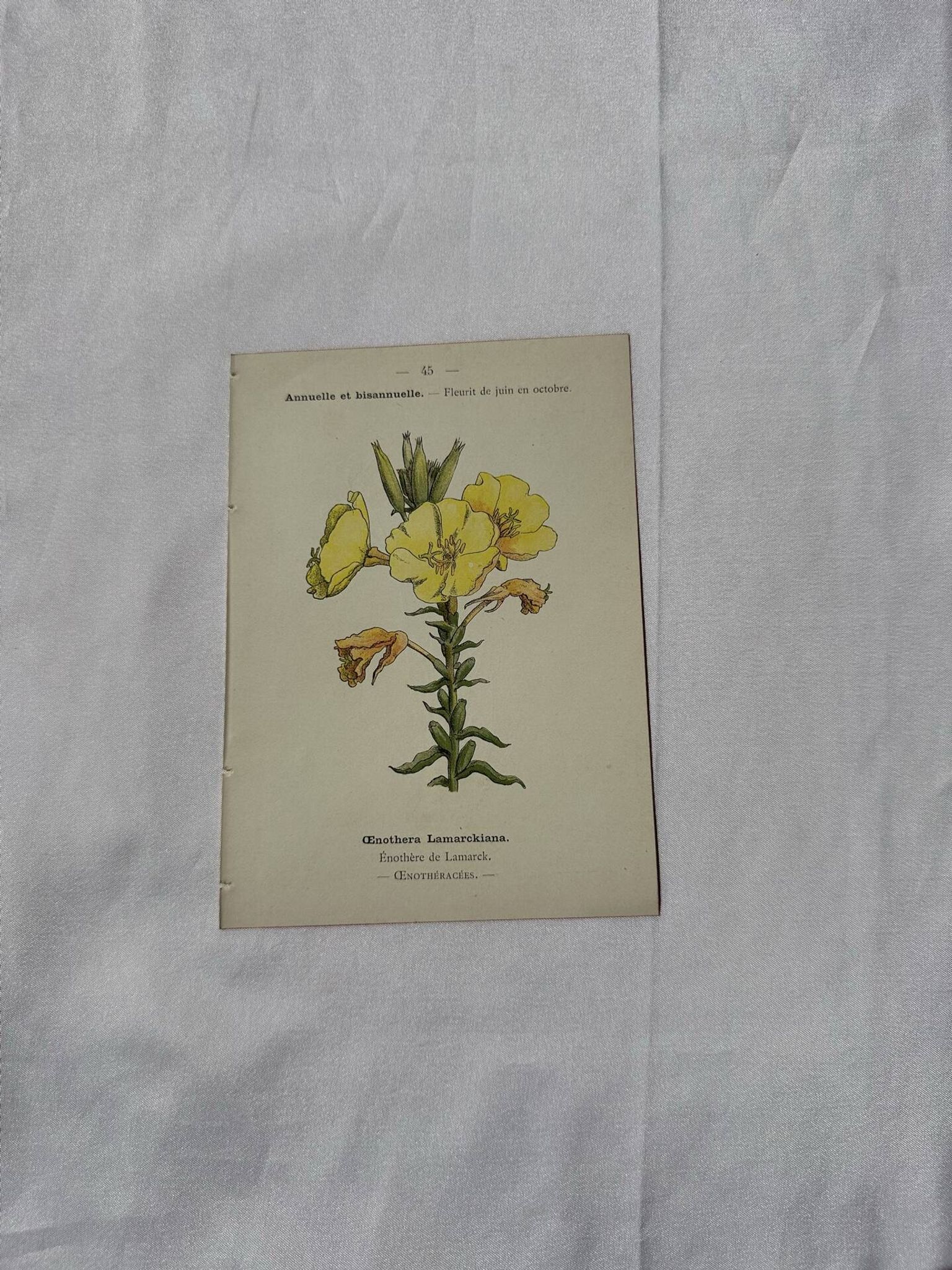 Planche botanique gravure fleur France double face circa1800 colorée