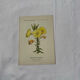 Botanical plate engraving flower France double-sided circa 1800 coloured
