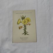 Planche botanique gravure fleur France double face circa1800 colorée