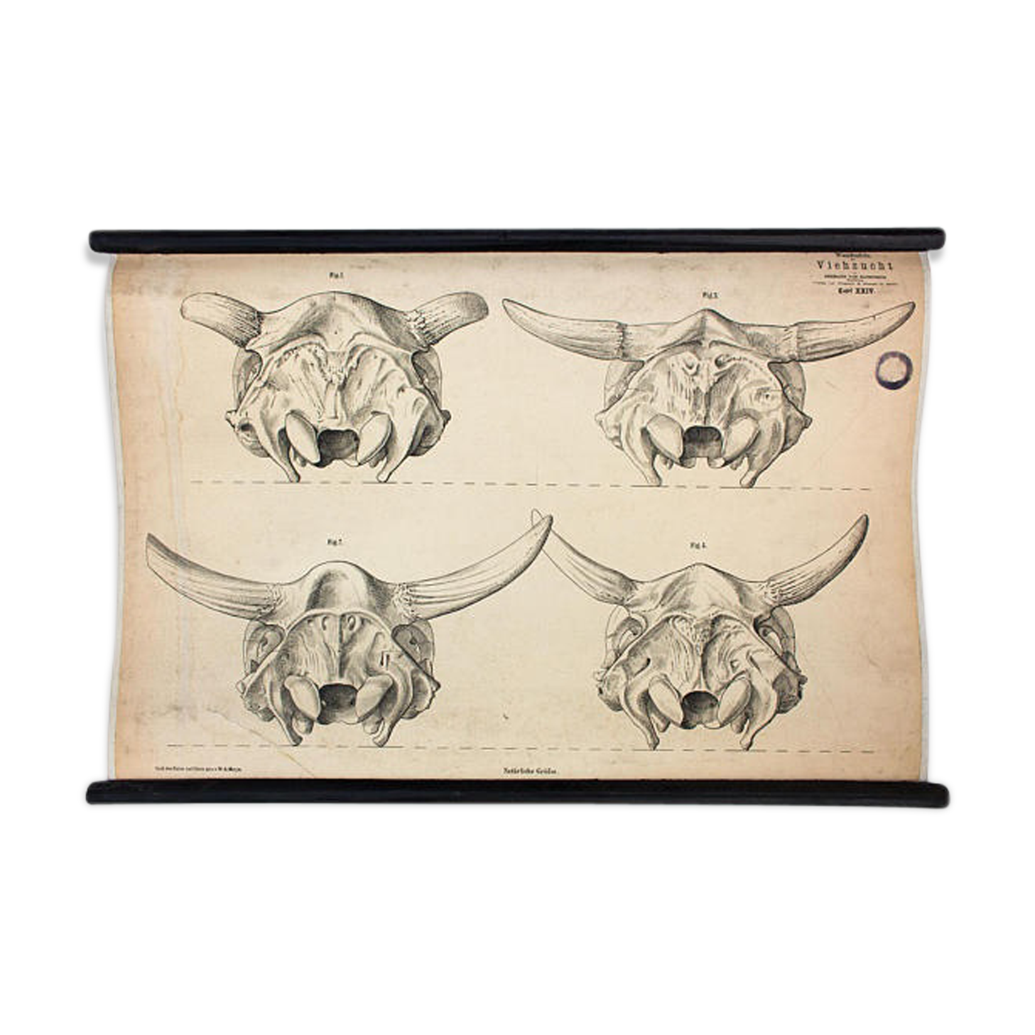 Breeding poster Hermann von Nathusius 1859