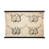 Breeding poster Hermann von Nathusius 1859