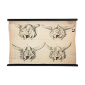 Affiche  élevage Hermann von Nathusius  1859