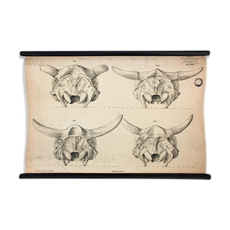 Breeding poster Hermann von Nathusius 1859