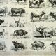 Antique engraving 1898, Ox, cow, bull, calf • Lithograph, original illustration