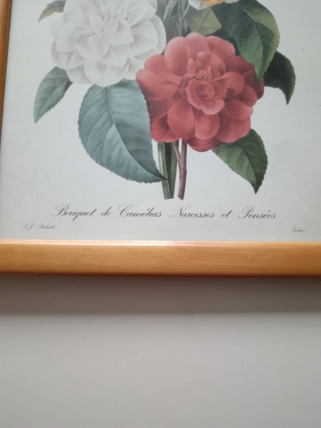 Vintage botanical illustration reboute.