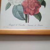 Vintage botanical illustration reboute.