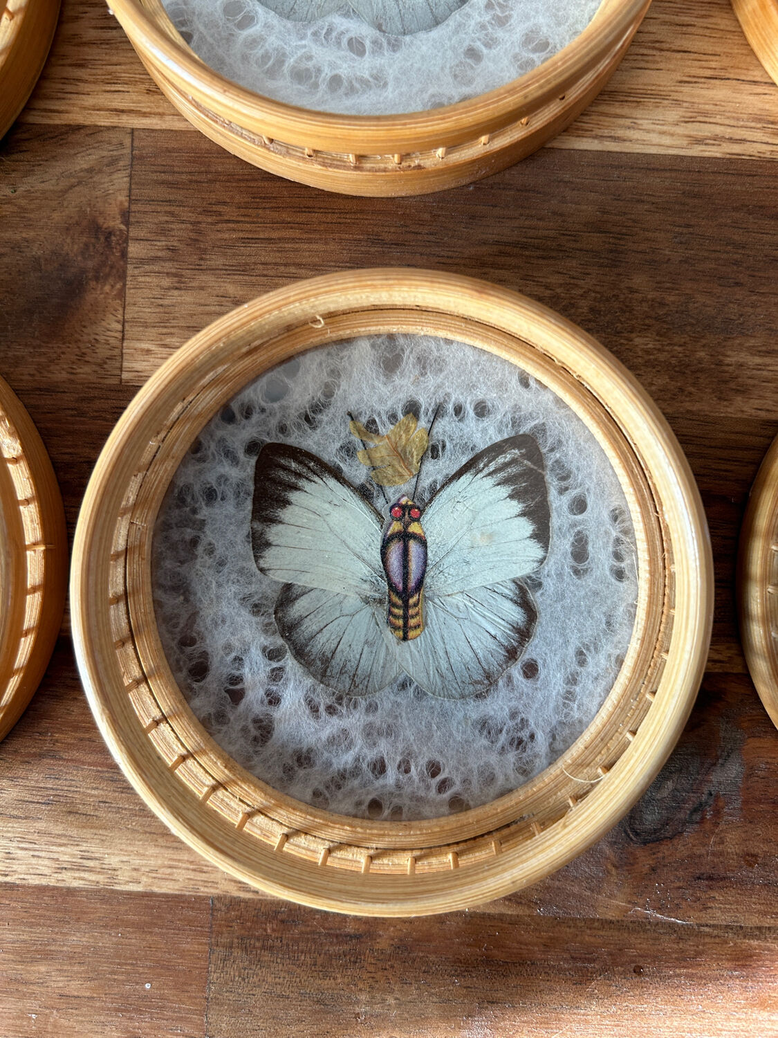 Set of 6 under glass butterfly