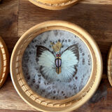 Set of 6 under glass butterfly