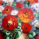 Oil on canvas bouquet of red flowers signed