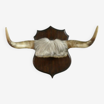 Cow horn trophy on wooden badge