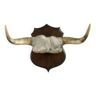 Cow horn trophy on wooden badge