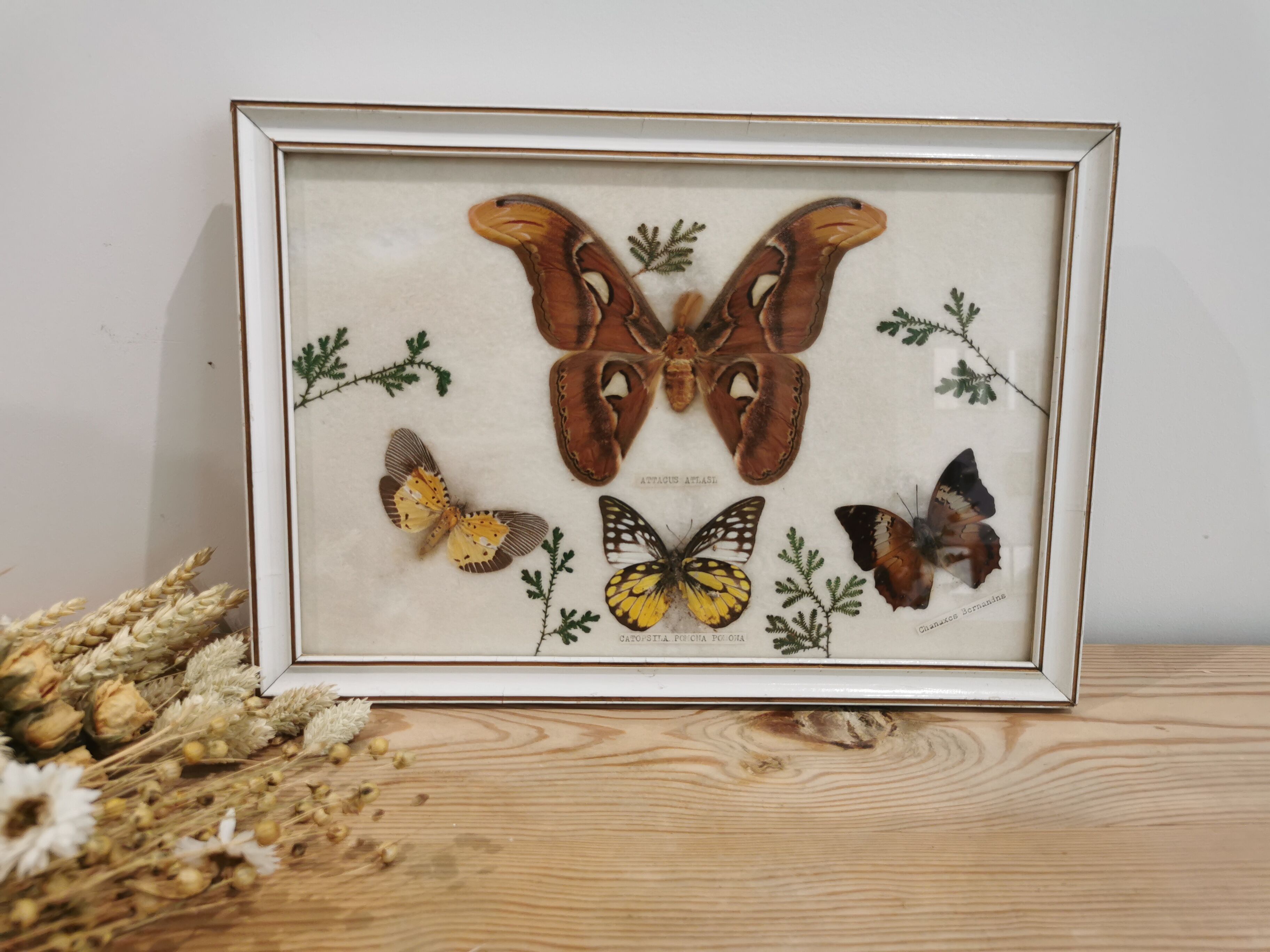 Vintage butterfly taxidermy frame