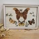 Vintage butterfly taxidermy frame