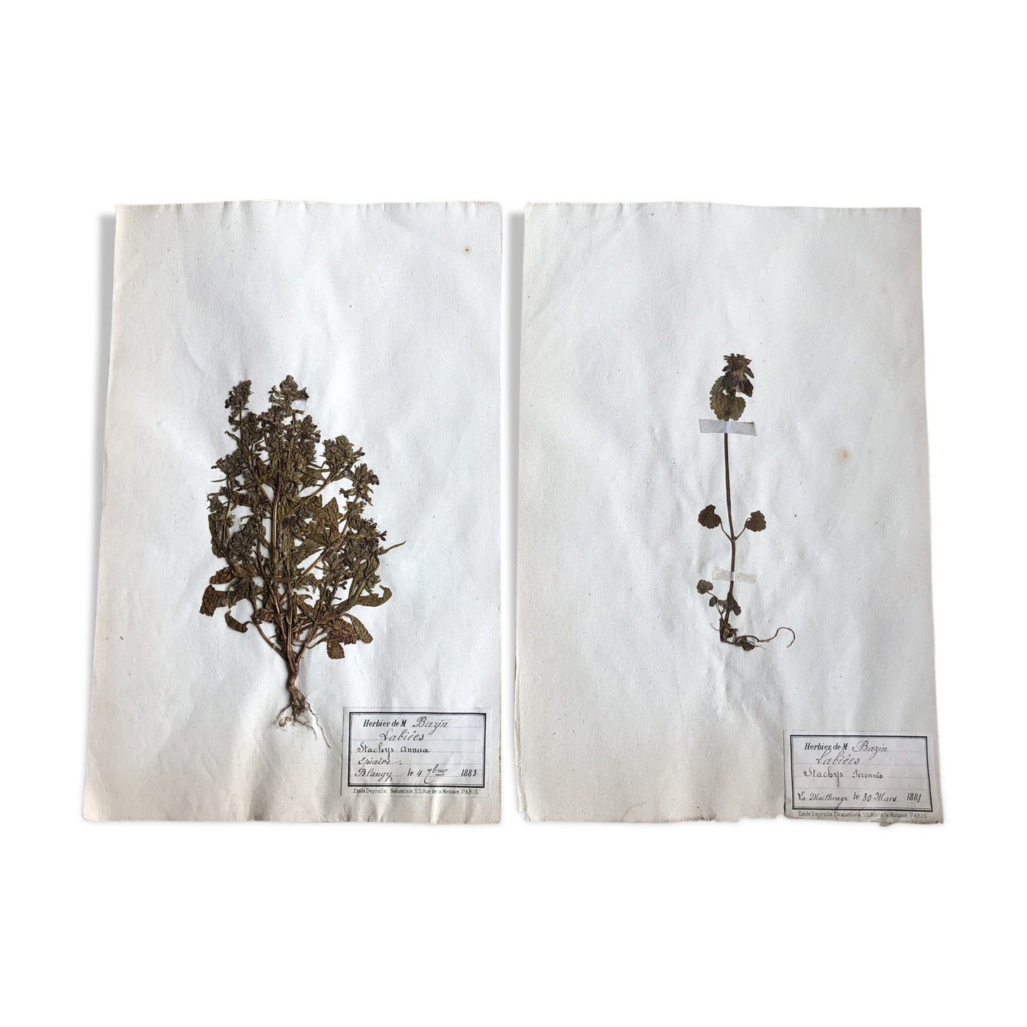 2-page lot of 19th century herbarium Deyrolle