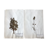 2-page lot of 19th century herbarium Deyrolle