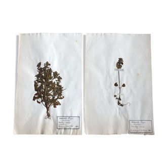 2-page lot of 19th century herbarium Deyrolle
