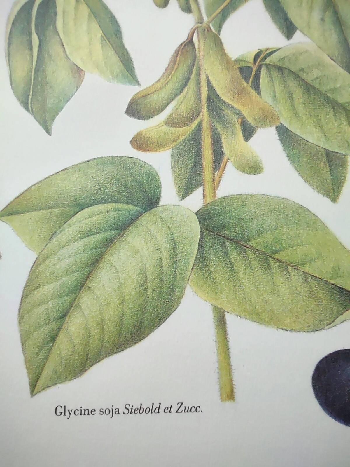Botanical illustration -Soybean- Engraving of medicinal plants and flowers. Pastels by C. Michaut