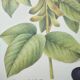 Botanical illustration -Soybean- Engraving of medicinal plants and flowers. Pastels by C. Michaut