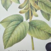 Botanical illustration -Soybean- Engraving of medicinal plants and flowers. Pastels by C. Michaut
