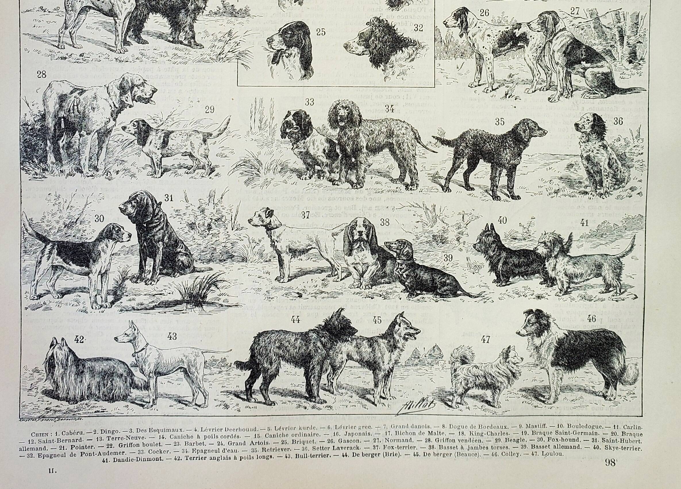 Old engraving 1898, Breed of dog, shepherd • Lithograph, Original plate