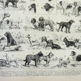 Old engraving 1898, Breed of dog, shepherd • Lithograph, Original plate