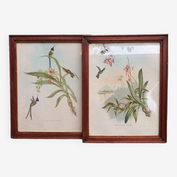 Duo of Hummingbird lithographs