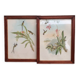 Hummingbirds Lithograph Duo