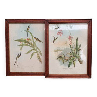 Duo of Hummingbird lithographs
