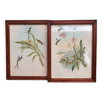 Hummingbirds Lithograph Duo