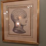 Phrenology head frame