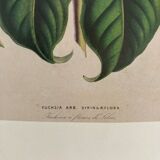 Fuchsia botanical poster
