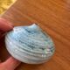 Vase, soliflore, oursin, ceramique, bleu, à identifier