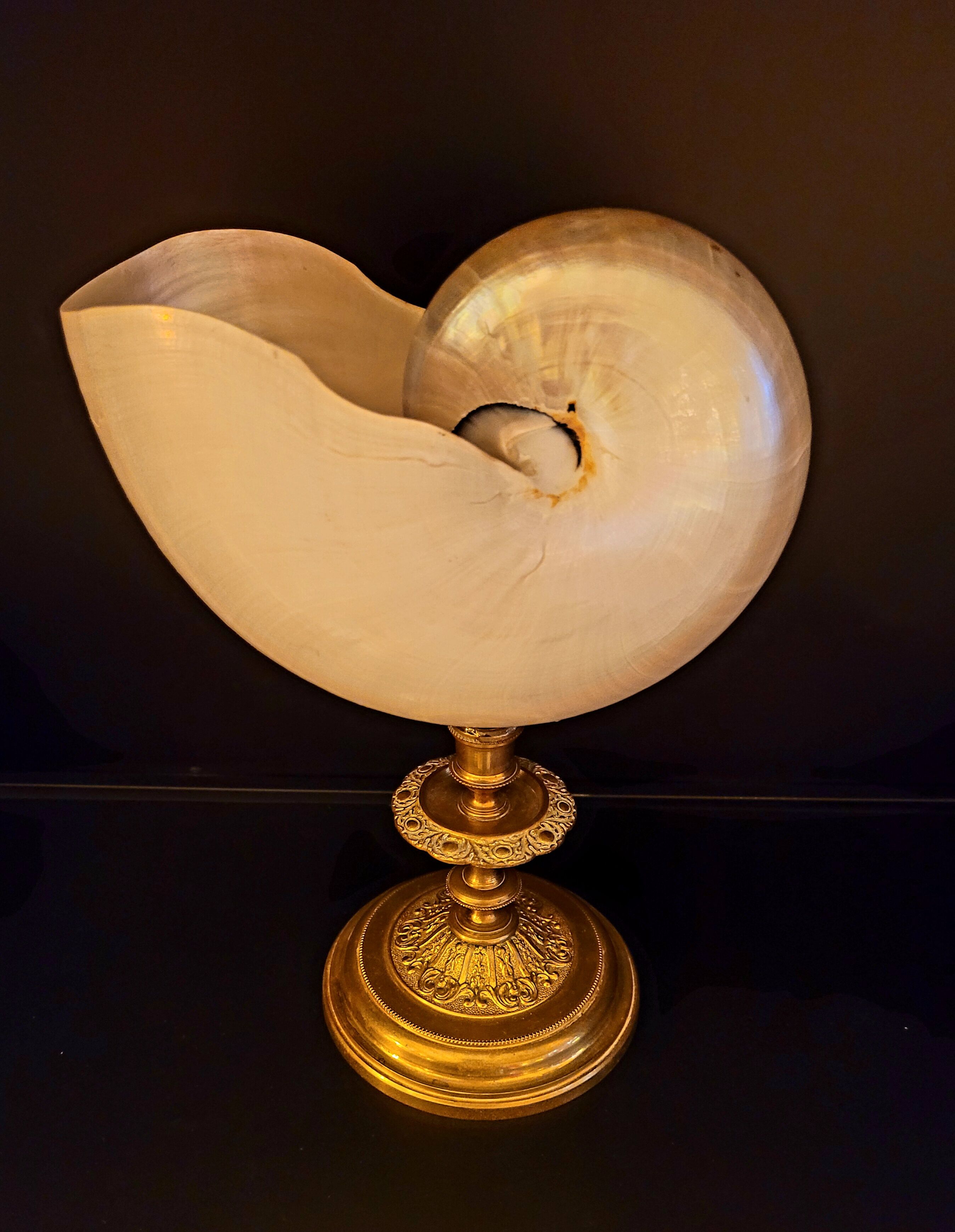 Cabinet of curiosities Nautile mother-of-pearl shell old collection