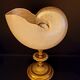 Cabinet of curiosities Nautile mother-of-pearl shell old collection