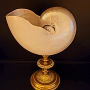 Cabinet of curiosities Nautile mother-of-pearl shell old collection