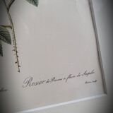 Litho rosier provins stapelie